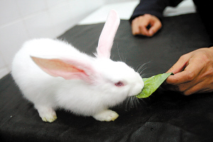 携绿色荧光蛋白基因 世界首例转基因克隆兔在沪诞生