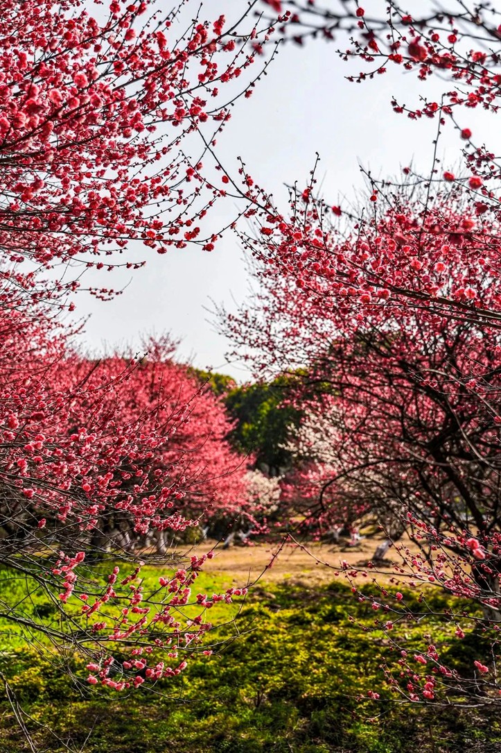 江南梅花季丨开往春天的列车已上线!抓紧冲,青浦梅花已绽放80%! 江南梅花季丨开往春天的列车已上线!抓紧冲,青浦梅花已绽放80%!