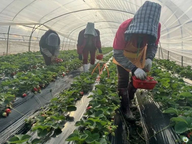 入选“国”字号!这几种青浦特色农产品,每一款都超赞~ 入选“国”字号!这几种青浦特色农产品,每一款都超赞~