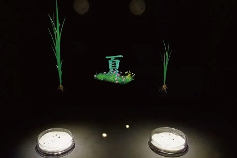 几度秋意,一眼江南,青浦这条水乡线路好有韵味! 几度秋意,一眼江南,青浦这条水乡线路好有韵味!