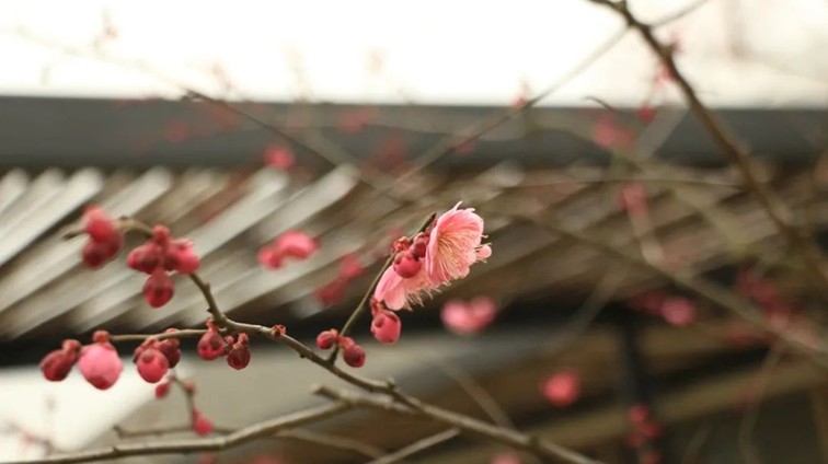 江南梅花季丨“梅”美与共!住在青浦花影中,盼君缓缓归矣 江南梅花季丨“梅”美与共!住在青浦花影中,盼君缓缓归矣