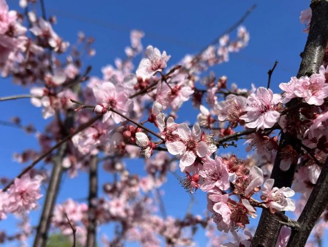 0227_102952_259.jpg 微信图片_2025-02-27_102933_131.jpg