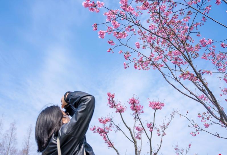 世纪公园春花盛放 迎来赏花大客流 樱花将进入最佳观赏期