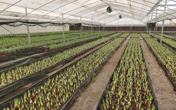 上海市林业部门完成2024年度国外引进植物监管任务2.jpg 上海市林业部门完成2024年度国外引进植物监管任务2.jpg