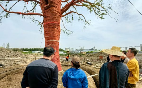 上海市林业总站对超大规格单株东方杉移植工作开展跟踪监管与技术指导1.jpg 上海市林业总站对超大规格单株东方杉移植工作开展跟踪监管与技术指导1.jpg