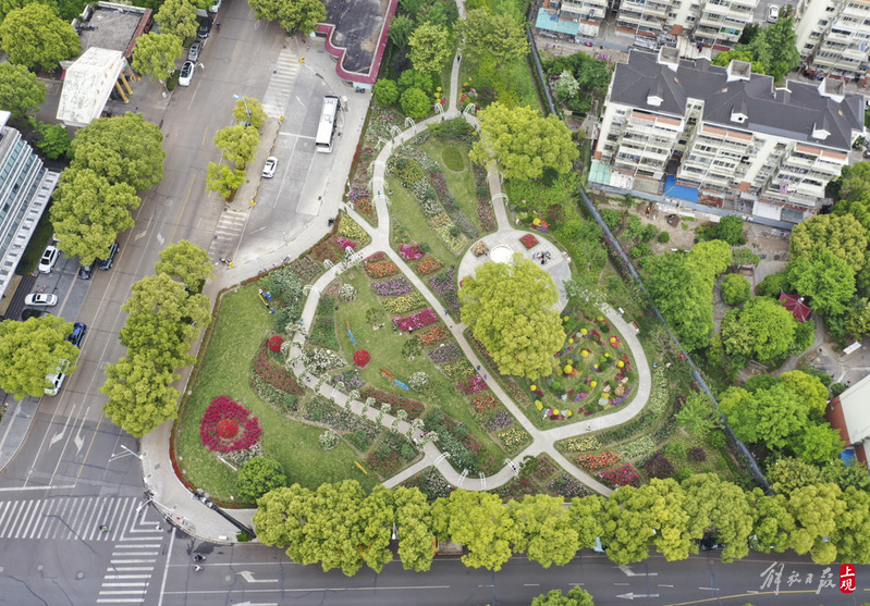 浦东花木的月季园成为远近闻名的网红打卡点.jpeg 浦东花木的月季园成为远近闻名的网红打卡点.jpeg