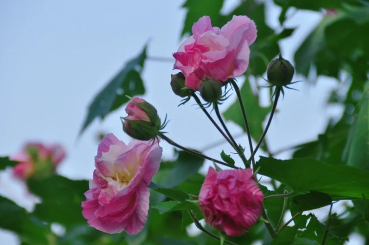 寒风乍起,秋意正浓,你想要的绝色秋光就藏在青浦! 寒风乍起,秋意正浓,你想要的绝色秋光就藏在青浦!