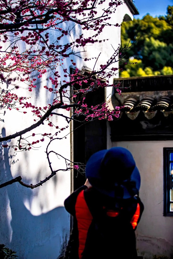 江南梅花季丨开往春天的列车已上线!抓紧冲,青浦梅花已绽放80%! 江南梅花季丨开往春天的列车已上线!抓紧冲,青浦梅花已绽放80%!