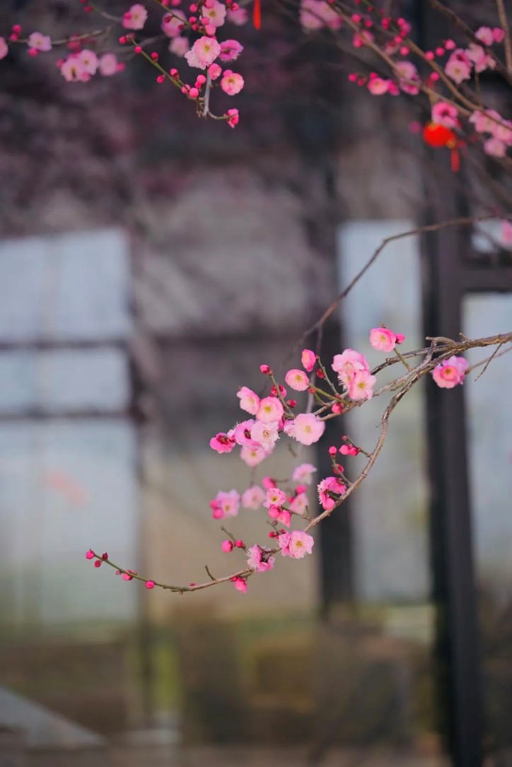 江南梅花季丨“梅”美与共!住在青浦花影中,盼君缓缓归矣 江南梅花季丨“梅”美与共!住在青浦花影中,盼君缓缓归矣