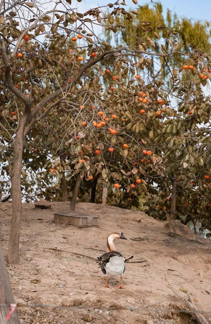 柿子熟了,快来青浦邂逅最“甜蜜”的秋!再不来就要等一年了! 柿子熟了,快来青浦邂逅最“甜蜜”的秋!再不来就要等一年了!