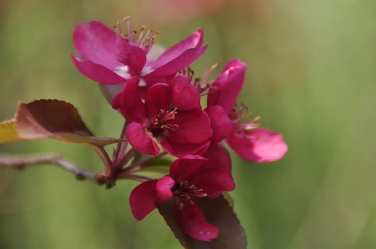 寒风乍起,秋意正浓,你想要的绝色秋光就藏在青浦! 寒风乍起,秋意正浓,你想要的绝色秋光就藏在青浦!