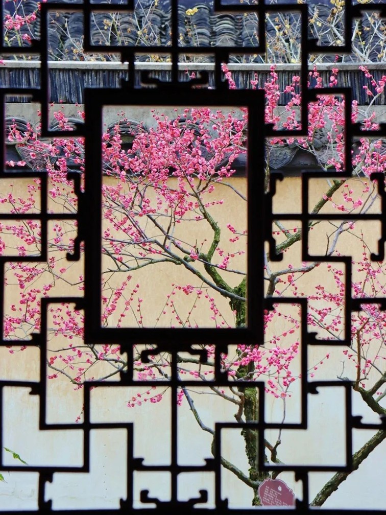 江南梅花季丨开往春天的列车已上线!抓紧冲,青浦梅花已绽放80%! 江南梅花季丨开往春天的列车已上线!抓紧冲,青浦梅花已绽放80%!