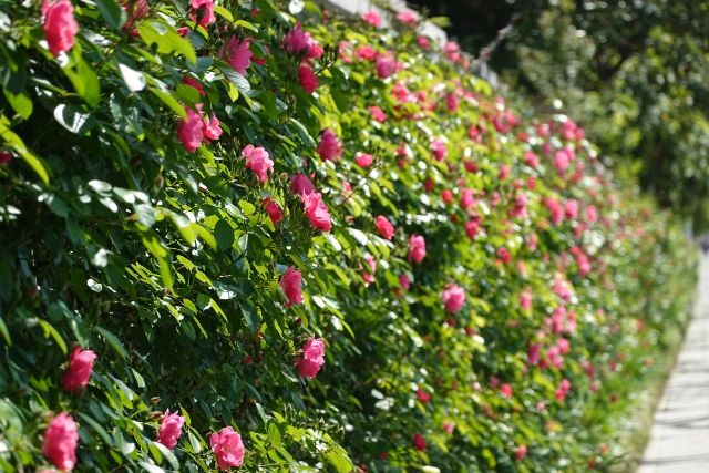 1223_145434_786.jpg 微信图片_2024-12-23_144920_606.png