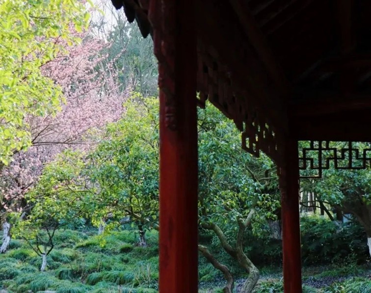 江南梅花季丨开往春天的列车已上线!抓紧冲,青浦梅花已绽放80%! 江南梅花季丨开往春天的列车已上线!抓紧冲,青浦梅花已绽放80%!