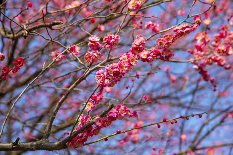 沪水畔,慢时光!梅花映水,到青浦赏梅品水 沪水畔,慢时光!梅花映水,到青浦赏梅品水