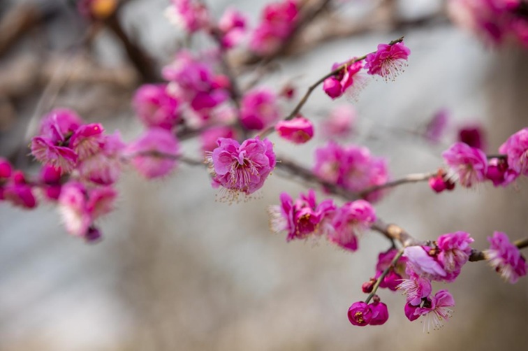 沪水畔,慢时光!梅花映水,到青浦赏梅品水 沪水畔,慢时光!梅花映水,到青浦赏梅品水