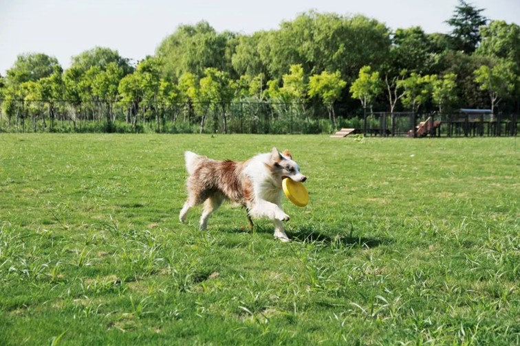 跟着半马游青浦|收藏!带你玩转线路周边吃喝玩乐全攻略! 跟着半马游青浦|收藏!带你玩转线路周边吃喝玩乐全攻略!
