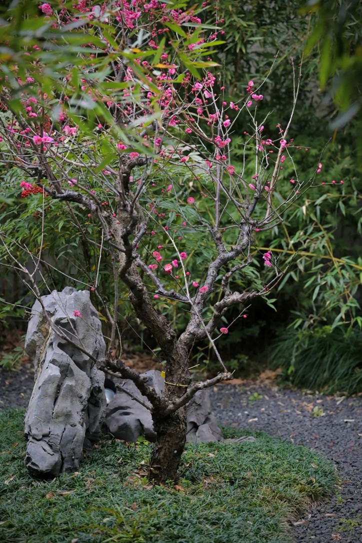 江南梅花季丨“梅”美与共!住在青浦花影中,盼君缓缓归矣 江南梅花季丨“梅”美与共!住在青浦花影中,盼君缓缓归矣