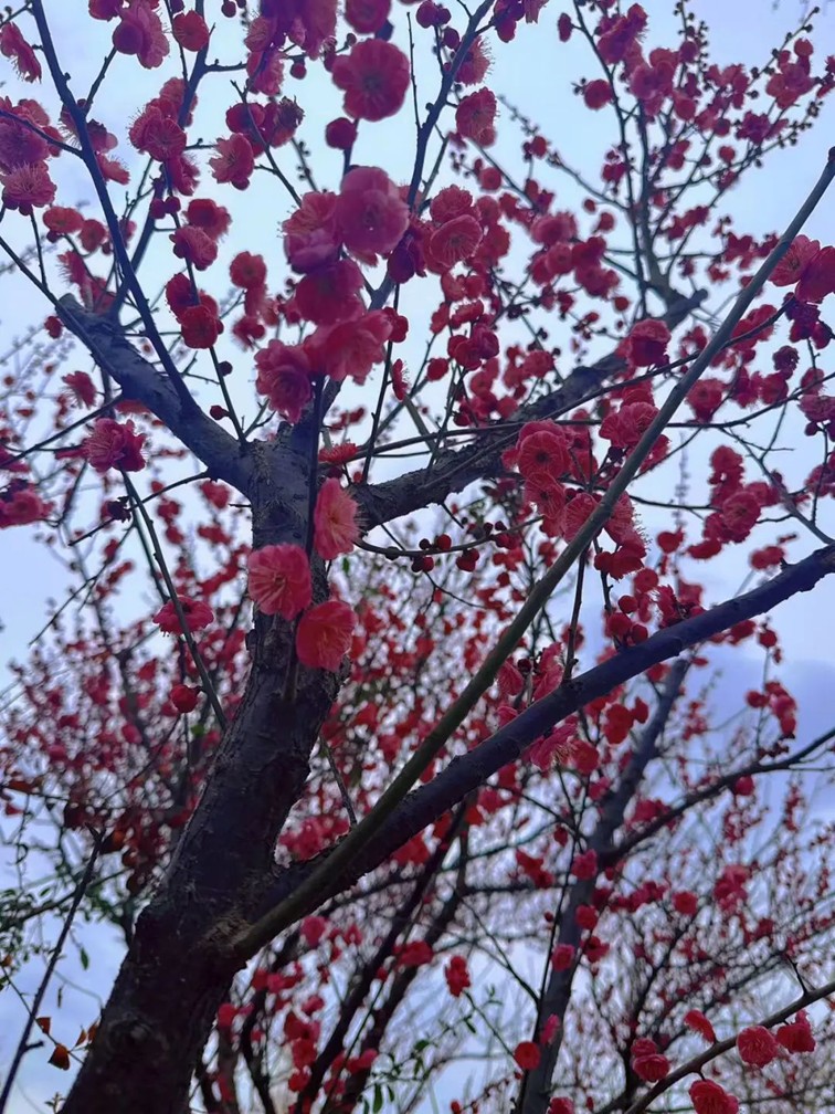 江南梅花季丨“梅”美与共!住在青浦花影中,盼君缓缓归矣 江南梅花季丨“梅”美与共!住在青浦花影中,盼君缓缓归矣