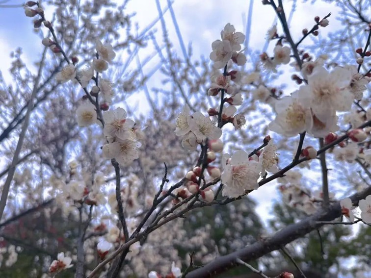 江南梅花季丨“梅”美与共!住在青浦花影中,盼君缓缓归矣 江南梅花季丨“梅”美与共!住在青浦花影中,盼君缓缓归矣