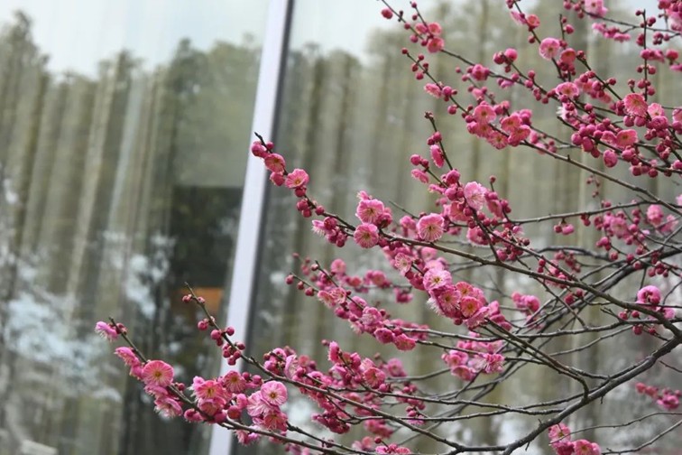 江南梅花季丨“梅”美与共!住在青浦花影中,盼君缓缓归矣 江南梅花季丨“梅”美与共!住在青浦花影中,盼君缓缓归矣