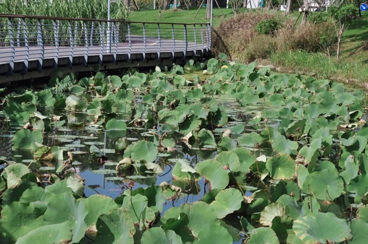 寒风乍起,秋意正浓,你想要的绝色秋光就藏在青浦! 寒风乍起,秋意正浓,你想要的绝色秋光就藏在青浦!