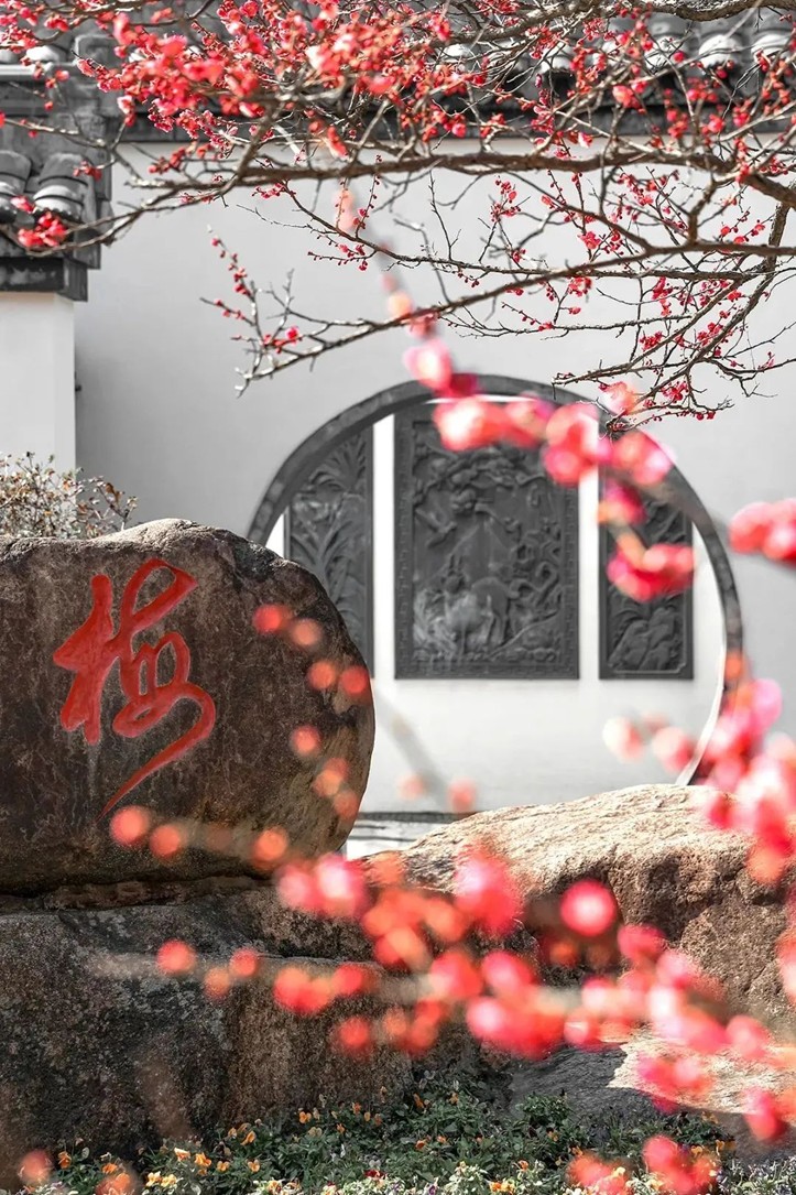 江南梅花季丨开往春天的列车已上线!抓紧冲,青浦梅花已绽放80%! 江南梅花季丨开往春天的列车已上线!抓紧冲,青浦梅花已绽放80%!