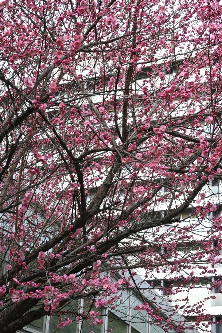 江南梅花季丨“梅”美与共!住在青浦花影中,盼君缓缓归矣 江南梅花季丨“梅”美与共!住在青浦花影中,盼君缓缓归矣