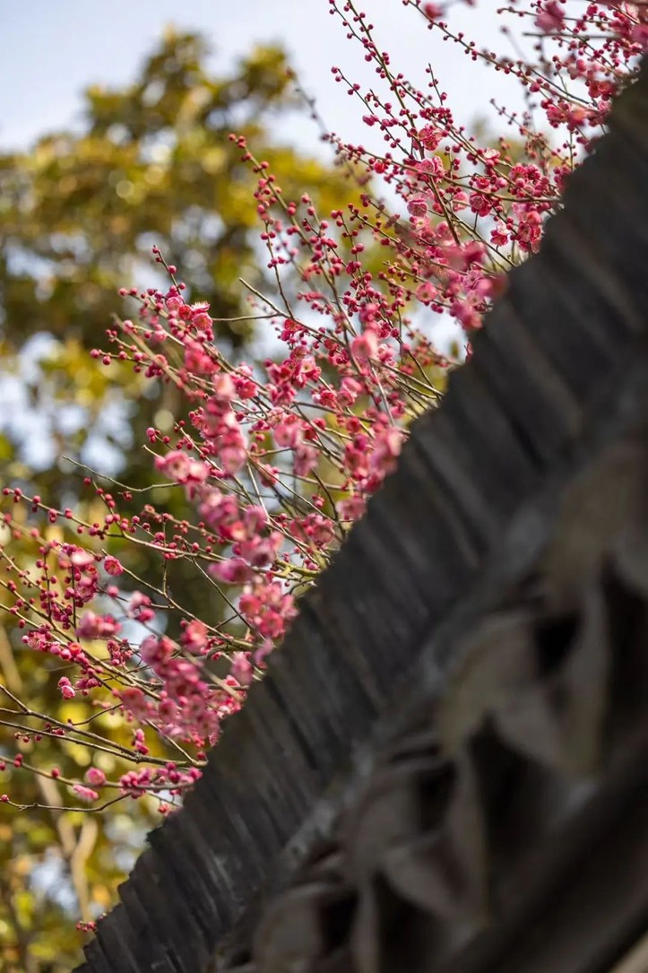 江南梅花季丨开往春天的列车已上线!抓紧冲,青浦梅花已绽放80%! 江南梅花季丨开往春天的列车已上线!抓紧冲,青浦梅花已绽放80%!