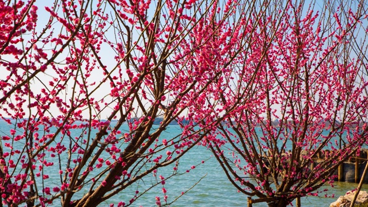 沪水畔,慢时光!梅花映水,到青浦赏梅品水 沪水畔,慢时光!梅花映水,到青浦赏梅品水