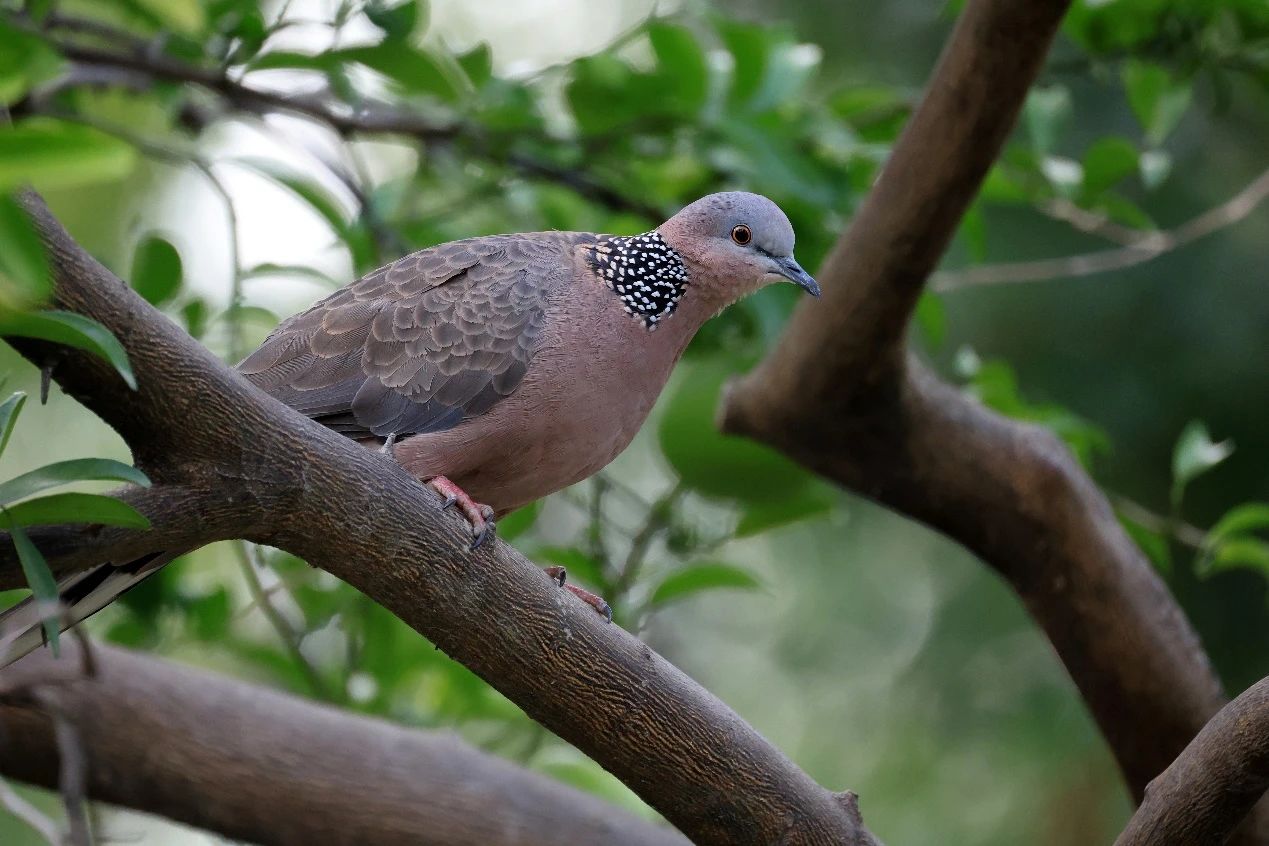 上海首个商场内的“生境花园”即将在长宁亮相5.jpg 上海首个商场内的“生境花园”即将在长宁亮相5.jpg