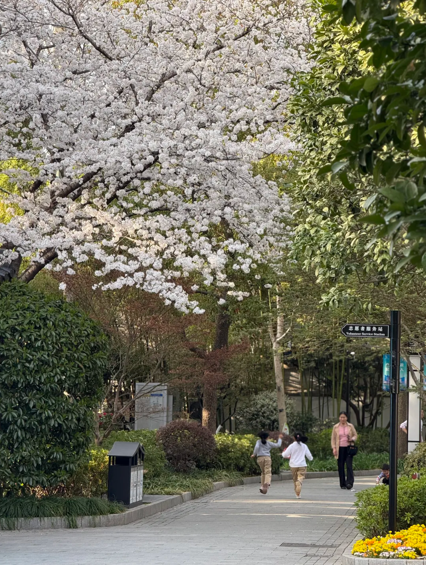 江湾公园.png 江湾公园.png