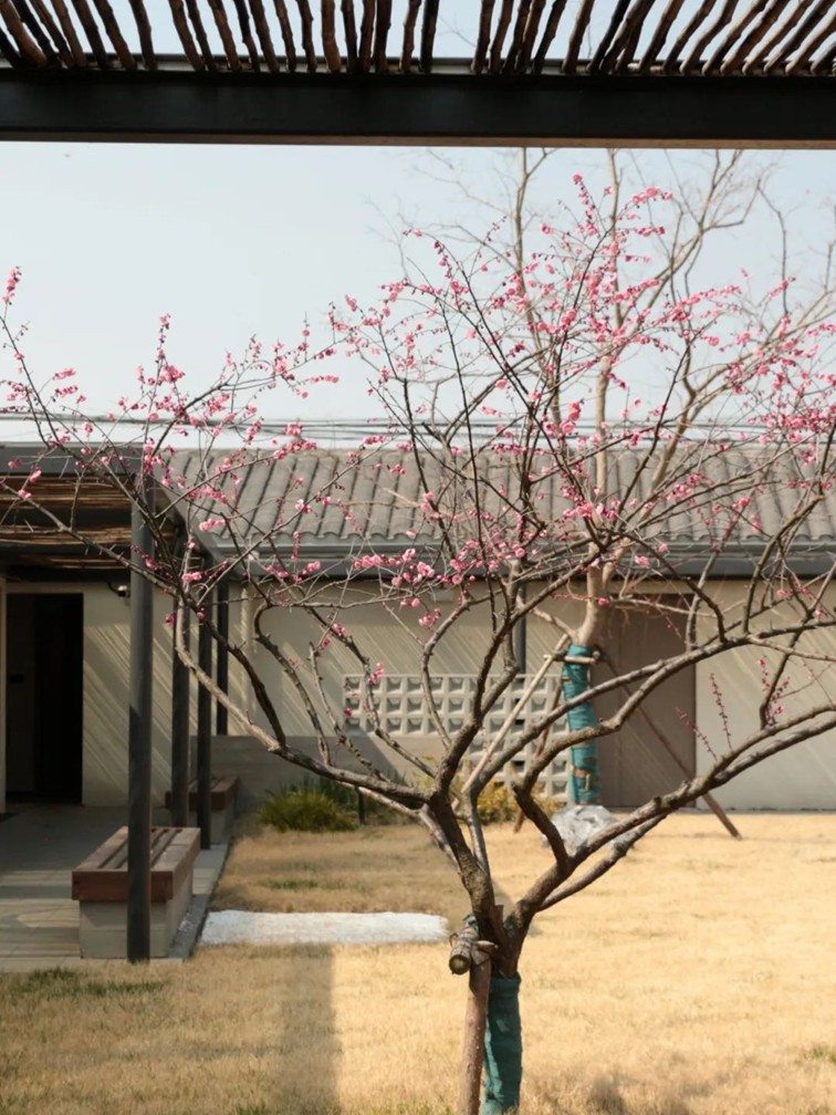 江南梅花季丨“梅”美与共!住在青浦花影中,盼君缓缓归矣 江南梅花季丨“梅”美与共!住在青浦花影中,盼君缓缓归矣