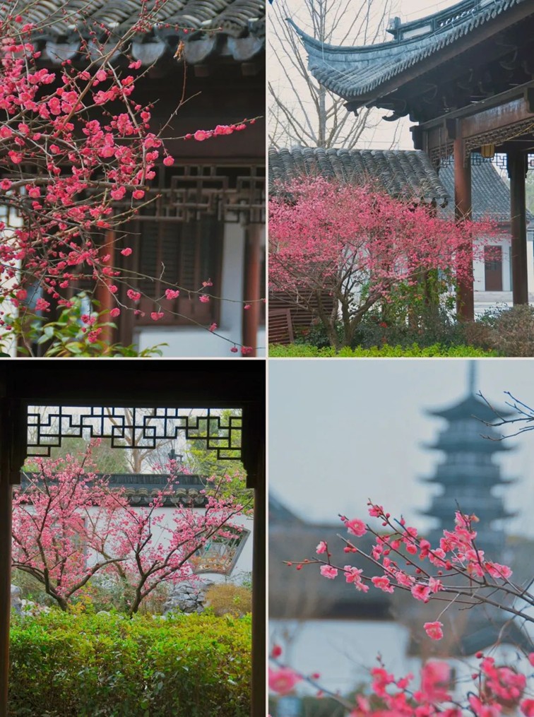 江南梅花季丨开往春天的列车已上线!抓紧冲,青浦梅花已绽放80%! 江南梅花季丨开往春天的列车已上线!抓紧冲,青浦梅花已绽放80%!