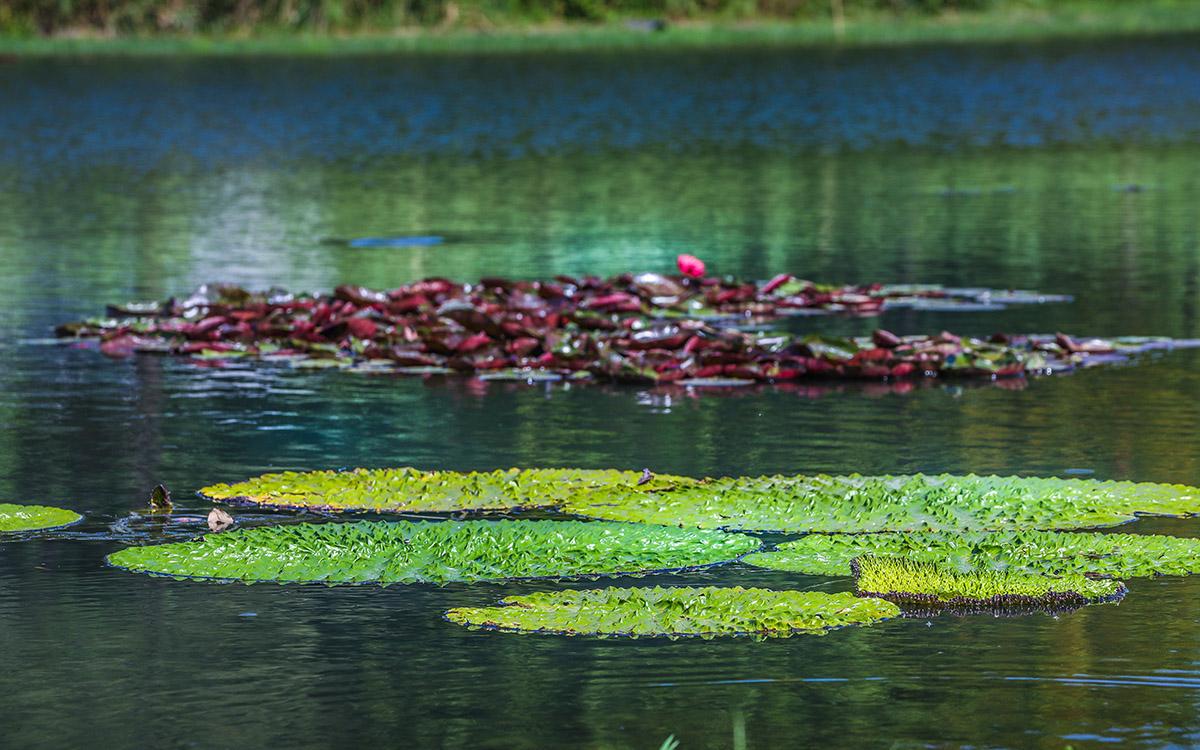 芡影 展区.jpg 芡影 展区.jpg