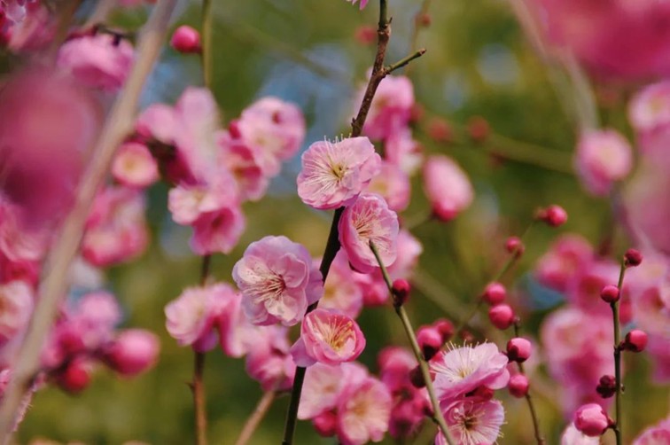 江南梅花季丨开往春天的列车已上线!抓紧冲,青浦梅花已绽放80%! 江南梅花季丨开往春天的列车已上线!抓紧冲,青浦梅花已绽放80%!