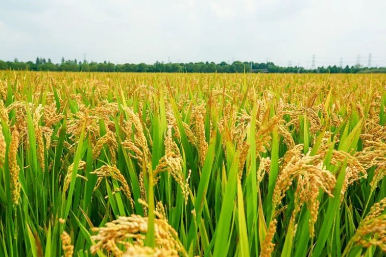 跟着半马游青浦|收藏!带你玩转线路周边吃喝玩乐全攻略! 跟着半马游青浦|收藏!带你玩转线路周边吃喝玩乐全攻略!