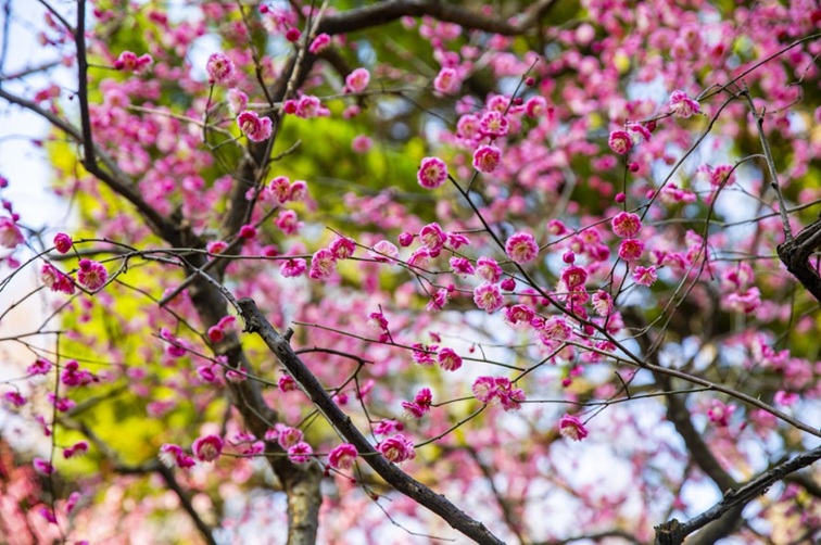 沪水畔,慢时光!梅花映水,到青浦赏梅品水 沪水畔,慢时光!梅花映水,到青浦赏梅品水