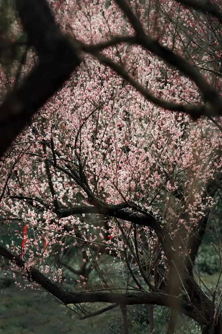 江南梅花季丨开往春天的列车已上线!抓紧冲,青浦梅花已绽放80%! 江南梅花季丨开往春天的列车已上线!抓紧冲,青浦梅花已绽放80%!