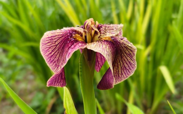 种间杂交新品种1.jpg 种间杂交新品种1.jpg