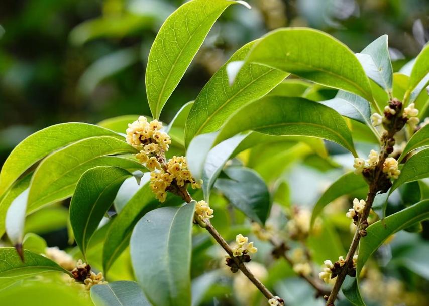 申城桂花终于开了 初花期“史上最晚” 夏荷“超长待机”仍盛开