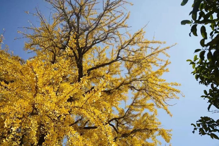 银杏落金,青浦迎来了年度“最闪亮”时刻! 银杏落金,青浦迎来了年度“最闪亮”时刻!