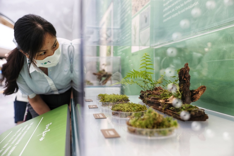 “苔花如米·藓为人知”展自然之美 苔藓科普展在上海自然博物馆开幕