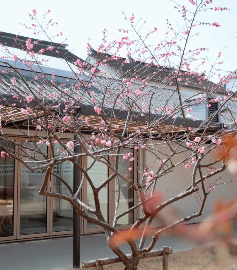 江南梅花季丨“梅”美与共!住在青浦花影中,盼君缓缓归矣 江南梅花季丨“梅”美与共!住在青浦花影中,盼君缓缓归矣