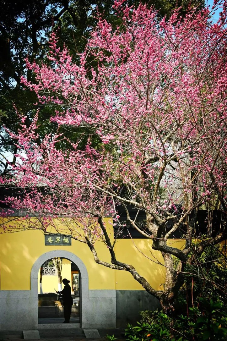 江南梅花季丨开往春天的列车已上线!抓紧冲,青浦梅花已绽放80%! 江南梅花季丨开往春天的列车已上线!抓紧冲,青浦梅花已绽放80%!