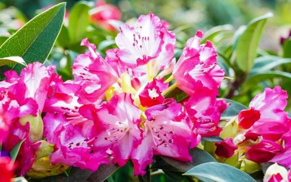 DSC09977.jpg DSC09977.jpg