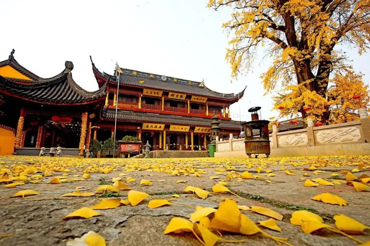 银杏落金,青浦迎来了年度“最闪亮”时刻! 银杏落金,青浦迎来了年度“最闪亮”时刻!