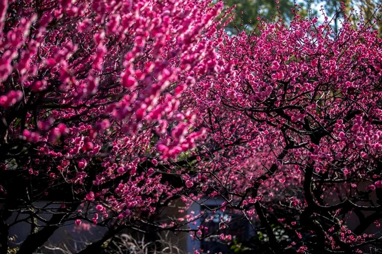江南梅花季丨开往春天的列车已上线!抓紧冲,青浦梅花已绽放80%! 江南梅花季丨开往春天的列车已上线!抓紧冲,青浦梅花已绽放80%!