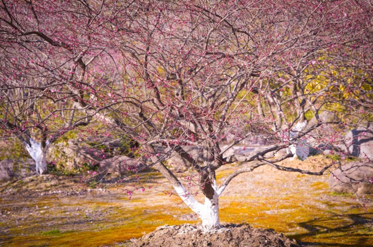 江南梅花季丨开往春天的列车已上线!抓紧冲,青浦梅花已绽放80%! 江南梅花季丨开往春天的列车已上线!抓紧冲,青浦梅花已绽放80%!