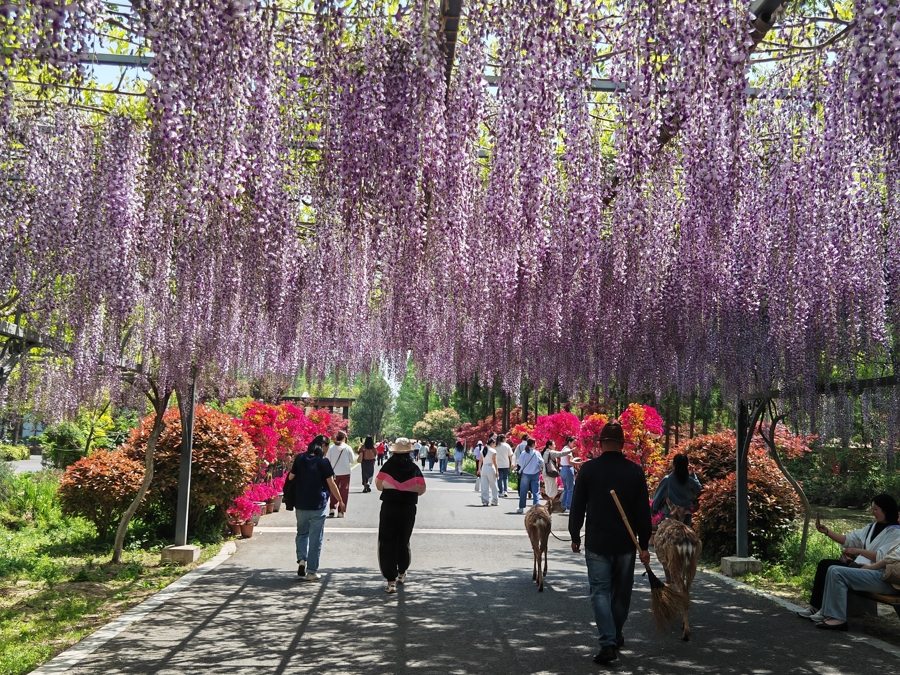 崇明东平国家森林公园的千米紫藤长廊.jpg 崇明东平国家森林公园的千米紫藤长廊.jpg